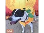 Adopt Lily a Black Mixed Breed (Medium) / Mixed dog in Milton, FL (37900103)