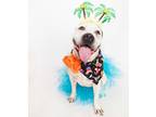 Adopt ALLEGRA a White - with Black American Pit Bull Terrier / American