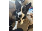 Adopt Jack a Border Collie, Corgi