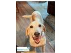Adopt Hank a White Mixed Breed (Medium) / Mixed dog in Covington, LA (37701420)