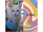 Adopt Cricket a Domestic Shorthair / Mixed (short coat) cat in Crystal Lake