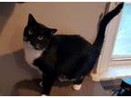 Adopt Bug a Black & White or Tuxedo Domestic Shorthair (short coat) cat in