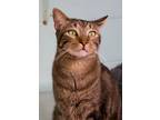 Adopt Squirt a Domestic Shorthair / Mixed (short coat) cat in Ft.