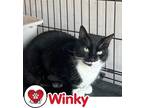 Adopt Winky a Black & White or Tuxedo Domestic Shorthair (short coat) cat in