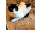 Adopt Molly - female a Domestic Shorthair / Mixed (short coat) cat in Little
