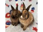 Adopt Latte and Cinnabun a Harlequin, Cinnamon