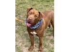 Adopt Anita a Labrador Retriever / Mixed dog in Darlington, SC (37875107)