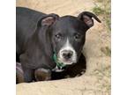 Adopt Pedro a Hound (Unknown Type) / Labrador Retriever / Mixed dog in