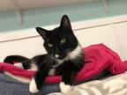Adopt Emanuel a Domestic Shorthair / Mixed (short coat) cat in Meriden