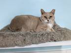 Adopt Dusty a Domestic Shorthair / Mixed (short coat) cat in Meriden
