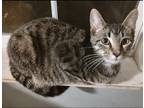 Adopt Asher a Gray, Blue or Silver Tabby Domestic Shorthair (short coat) cat in