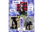 Adopt Bodie a Labrador Retriever