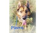Adopt Pierre *****Foster or Adopter needed ***** a German Shepherd Dog