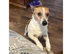 Adopt Jack (JRT) a Jack Russell Terrier