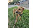 Adopt Houston a Black Mouth Cur