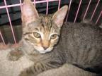 Adopt BINDI LOVES PEOPLE FOSTERED WITH DOGS a Tabby