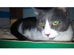 Adopt GISELLE VERY AFFECTIONATE TOO SWEET a Domestic Short Hair