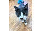 Adopt Butterfly a Domestic Short Hair