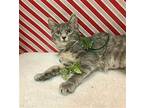 Vesper Domestic Shorthair Kitten Female