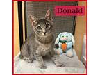 Donald American Shorthair Kitten Male