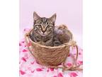 Wilma VII Domestic Shorthair Kitten Female