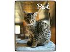 Bert Domestic Shorthair Young Male