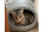 Musa / Tally Domestic Shorthair Young Female