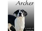 Archer Hound (Unknown Type) Young Male