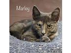 Marley Domestic Shorthair Kitten Male