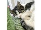 Alice Domestic Shorthair Adult Female