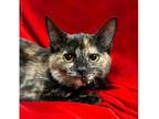 Hijinks Domestic Shorthair Kitten Female