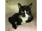 Traitor Joe Domestic Shorthair Young Male