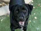 Blackjack Labrador Retriever Adult Male