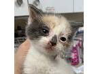 Taro Domestic Shorthair Kitten Female