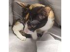 Peaches 2/2 Domestic Shorthair Young Female
