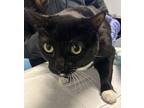 Luna Domestic Shorthair Adult Female