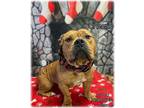 Cheerio Staffordshire Bull Terrier Adult Female