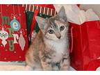 Holly Christmas Domestic Shorthair Young Female