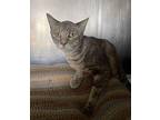 Petal Domestic Shorthair Young Female