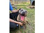 Bee Bee American Pit Bull Terrier Adult Female