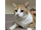 Zinfin Domestic Shorthair Adult Male