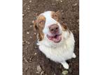 Zeus Australian Shepherd Adult Male