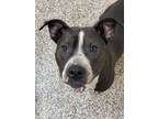 Zucchini American Pit Bull Terrier Adult Male