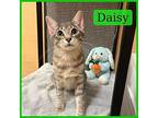 Daisy American Shorthair Kitten Female