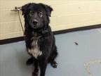 VADER Border Collie Adult Male