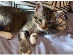 Gordan Domestic Shorthair Kitten Male