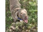 Quintin Weimaraner Senior Male