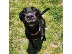 Olive Oil Labrador Retriever Adult Female