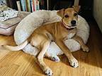 Velveteen pup: Lilly Bear Mixed Breed (Medium) Puppy Female
