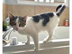 Squeaks Domestic Shorthair Young Female